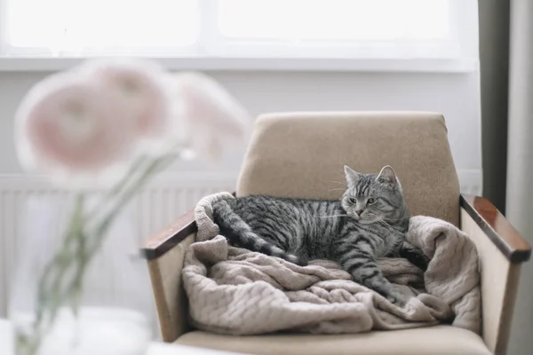 Gatinho em casa deitado na cadeira. Bonito gato liso escocês deitado em poltrona, dentro de casa. Retrato de gato. Gato tiro interior — Fotografia de Stock