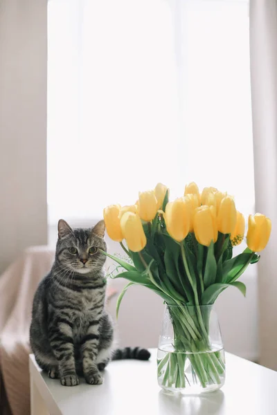 Disparos en interiores. Inicio gato gato mascota junto a un ramo de flores en un jarrón. Escocés recta gato dentro . — Foto de Stock