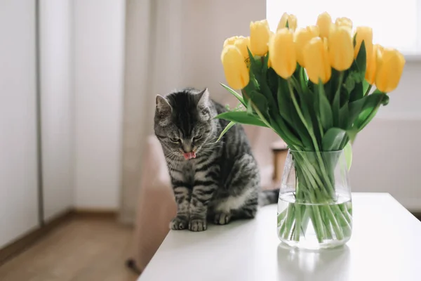 Tir intérieur de chat. Accueil chat chat chat à côté d'un bouquet de fleurs dans un vase. Chat écossais droit à l'intérieur . — Photo