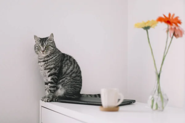 Kočičí portrét. Roztomilá kočka v interiéru. Domácí mazlíček roztomilé kotě kočka s legrační vzhled. Roztomilý skotský rovný kočka uvnitř — Stock fotografie