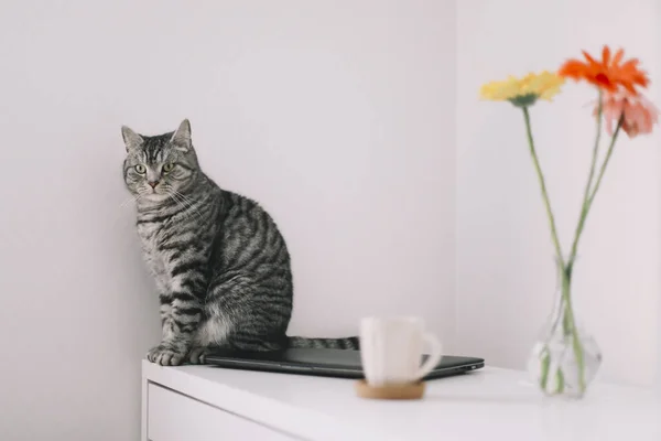 Kattporträtt. Söt katt inomhus skytte. Hem sällskapsdjur söt kattunge katt med rolig ser. Söt skotsk straight cat inomhus — Stockfoto