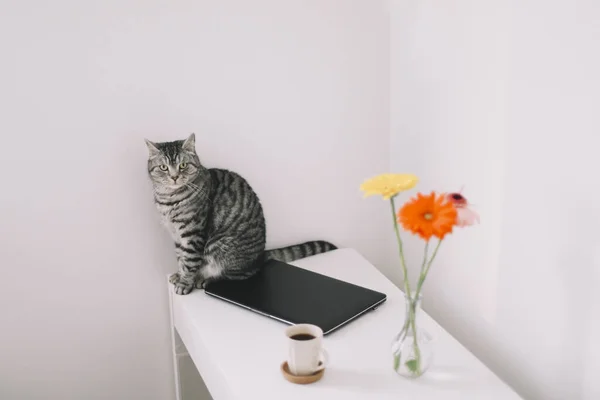 Kattporträtt. Söt katt inomhus skytte. Hem sällskapsdjur söt kattunge katt med rolig ser. Söt skotsk straight cat inomhus — Stockfoto