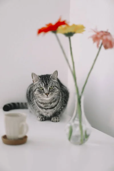 고양이의 초상화. 귀여운 고양이 실내 촬영. 집에서 기르는 귀여운 고양이, 재밌게 생긴 고양이. 집안에 있는 스코틀랜드인곧은 고양이 — 스톡 사진