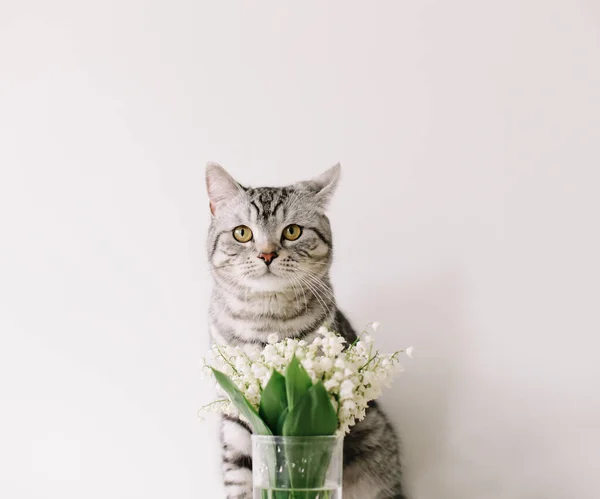 Cat Portrait. Cute cat indoor shooting.  A funny cat in flowers isolated on white background.