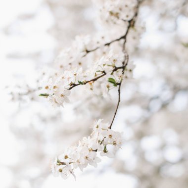 Bahar mevsiminde çiçek açan güzel çiçekler. İlkbaharda elma çiçeklerinin açması. Bahar arkaplanı