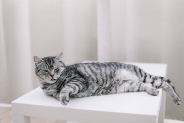 İçeride uyuyan komik kedi. Evcil kedi yavrusu. Fotoğrafı kapat. Şirin İskoç heteroseksüel kedi evde yatıyor. Kedi Portresi. 