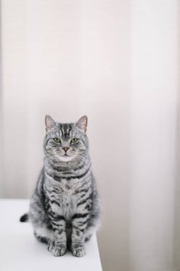 Evcil kedi yavrusu evde. Kedi portresi. Şirin ev kedisi vuruşu. Komik kedi. Kadın blogcunun samimi Flatlay 'i.