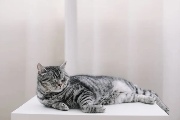面白い猫が屋内で寝てる。ホームペットかわいい子猫猫の写真を閉じます。かわいいスコットランドのストレート猫が家に横たわっています。猫像. — ストック写真