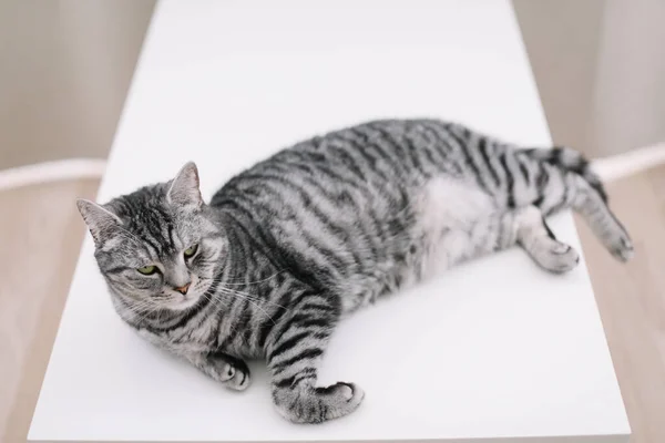 고양이 가 실내에서 자고 있어. 집에 있는 귀여운 고양이 고양이가 사진을 닫습니다. 스코틀랜드 직립 고양이 가 집에 누워 있다. 고양이의 특징. — 스톡 사진