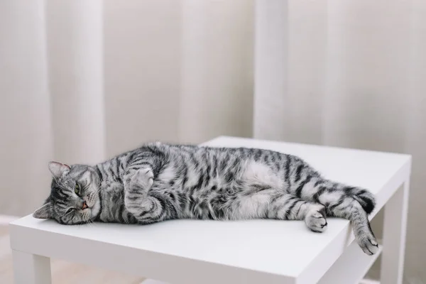 Gato divertido durmiendo en el interior. Casa mascota lindo gatito gato de cerca foto. Lindo gato hetero escocés acostado en casa. Retrato de gato . —  Fotos de Stock