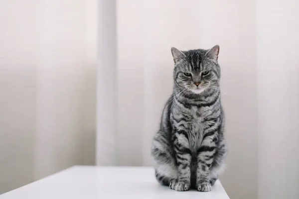 Hem husdjur söt kattunge katt hemma. Kattporträtt. Söt katt inomhus skytte. Lustig katt. Mysig Flatlay av kvinnliga bloggare. — Stockfoto