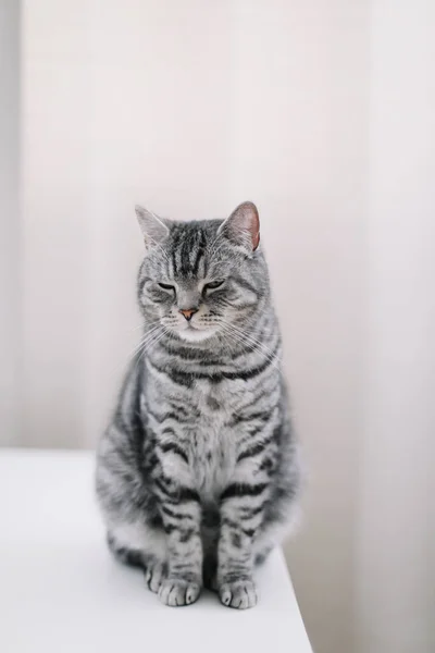 自宅でペットかわいい子猫猫。猫の肖像。かわいい猫屋内撮影。面白い猫だ。女性ブロガーの居心地の良いフラットレイ. — ストック写真