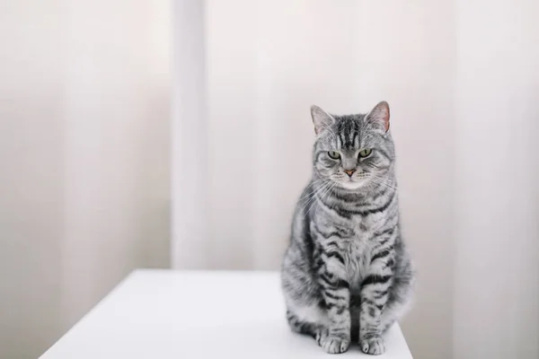 Casa animale domestico carino gattino gatto a casa. Ritratto di gatto. Bel gatto sparatoria al chiuso. Un gatto divertente. Accogliente Flatlay di blogger donna . — Foto Stock