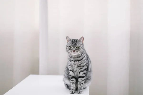 Thuis huisdier schattig katje kat thuis. Kattenportret. Leuke kat indoor schieten. Leuke kat. Gezellige Flatlay van vrouwelijke blogger. — Stockfoto