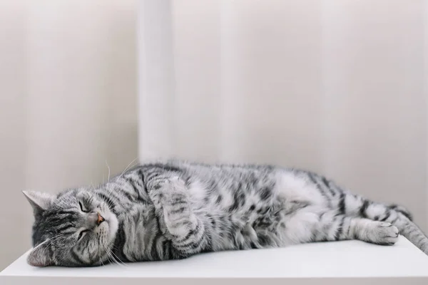 Drôle chat dormir à l'intérieur. Accueil animal de compagnie chaton mignon chat fermer la photo. Mignon chat écossais hétéro couché à la maison. Portrait de chat . — Photo