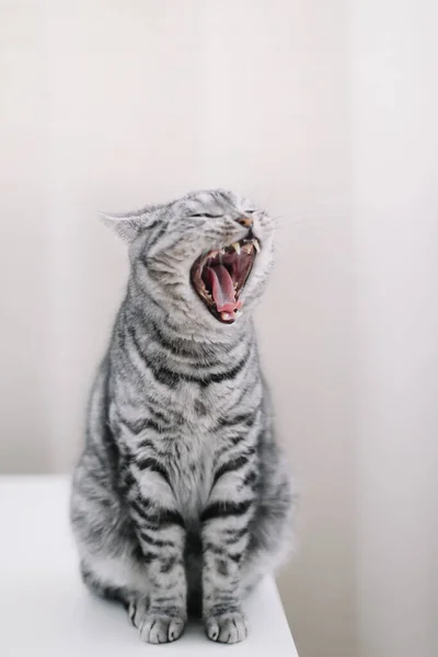 Casa animale domestico carino gattino gatto a casa. Ritratto di gatto. Bel gatto sparatoria al chiuso. Un gatto divertente. Accogliente Flatlay di blogger donna . — Foto Stock