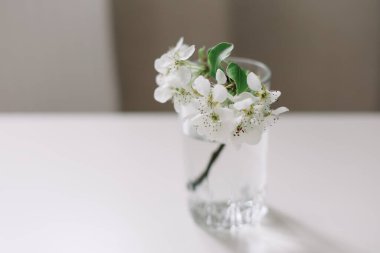 Bahar hala hayattır. Beyaz arka planda vazoda beyaz kiraz çiçekleri olan bir dal. Mesaj için yer. Bahar ya da Anneler Günü kavramı