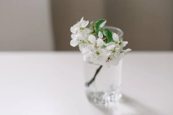 Spring still life. branch with white flowers of cherry in a vase on white background. Place for text. Concept of spring or mom day — Stock Photo, Image