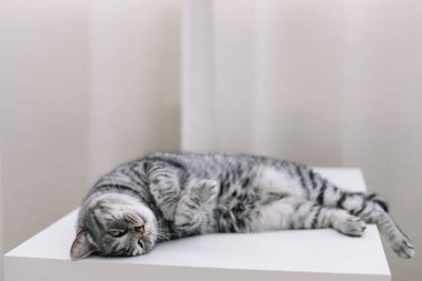 Evcil kedi yavrusu evde. Kedi portresi. Şirin ev kedisi vuruşu. Komik kedi. Kadın blogcunun samimi Flatlay 'i.