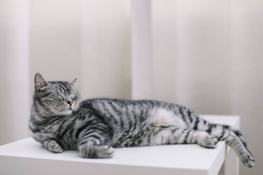 Evcil kedi yavrusu evde. Kedi portresi. Şirin ev kedisi vuruşu. Komik kedi. Kadın blogcunun samimi Flatlay 'i.