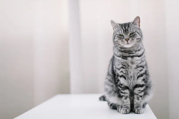 Casa mascota lindo gatito gato en casa. Retrato de gato. Lindo gato de tiro interior. Gracioso gato. Acogedor Flatlay de bloguera femenina . —  Fotos de Stock