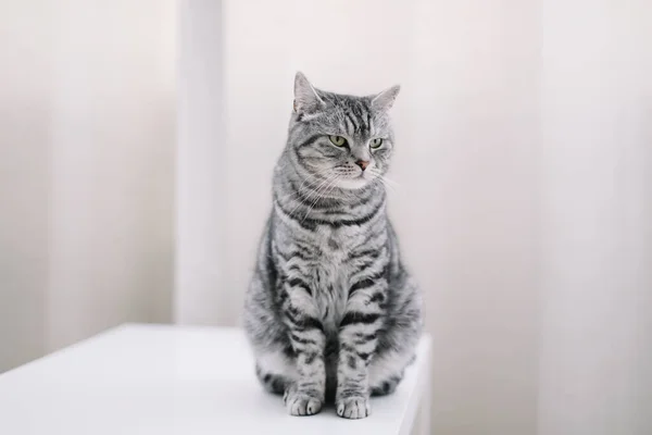 Hem husdjur söt kattunge katt hemma. Kattporträtt. Söt katt inomhus skytte. Lustig katt. Mysig Flatlay av kvinnliga bloggare. — Stockfoto