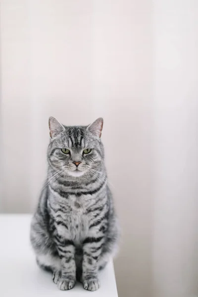 Thuis huisdier schattig katje kat thuis. Kattenportret. Leuke kat indoor schieten. Leuke kat. Gezellige Flatlay van vrouwelijke blogger. — Stockfoto