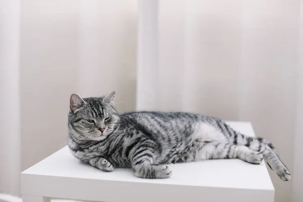 Σπίτι κατοικίδιο χαριτωμένο γατάκι γάτα στο σπίτι. Πορτρέτο. Χαριτωμένη γάτα εσωτερική γυρίσματα. Αστεία γάτα. Cozy Flatlay της γυναίκας blogger. — Φωτογραφία Αρχείου