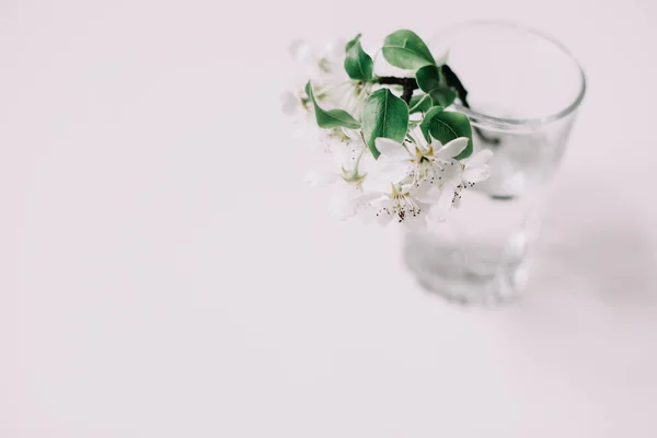 Spring still life. Flowering cherry branch in a vase on white background. Blossom branch in a glass with water. Place for text. — Stock Photo, Image