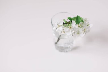 Bahar hala hayattır. Beyaz arka planda vazoda çiçek açan kiraz dalı. Su dolu bir bardakta çiçek dalı. Metin için yer. 