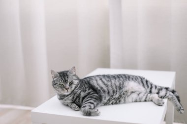 Şirin ev kedisi vuruşu. Evcil kedi yavrusu evde. Kedi portresi. Komik kedi.. 