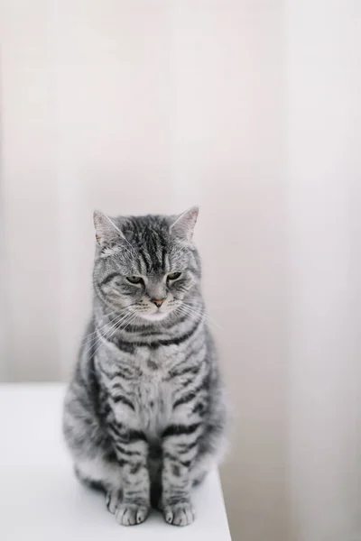 Χαριτωμένη γάτα εσωτερική γυρίσματα. Σπίτι κατοικίδιο χαριτωμένο γατάκι γάτα στο σπίτι. Πορτρέτο. Αστεία γάτα. — Φωτογραφία Αρχείου