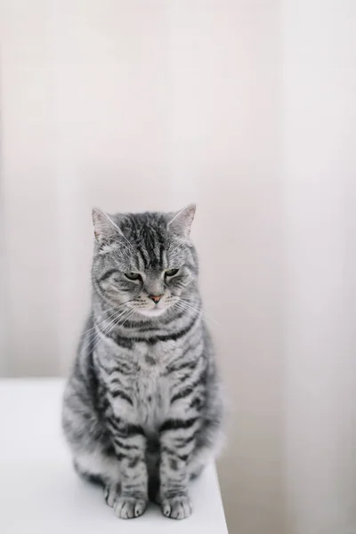 Leuke kat indoor schieten. Thuis huisdier schattig katje kat thuis. Kattenportret. Grappige kat.. — Stockfoto