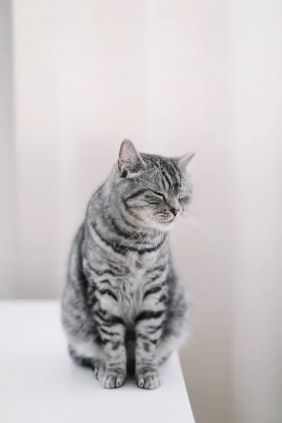 Bel gatto sparatoria al chiuso. Casa animale domestico carino gattino gatto a casa. Ritratto di gatto. Gatto divertente . — Foto Stock