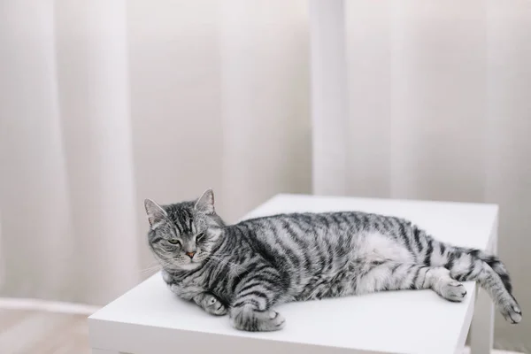 Roztomilá kočka v interiéru. Domácí mazlíček roztomilé kotě kočka doma. Kočičí portrét. Vtipná kočka. — Stock fotografie