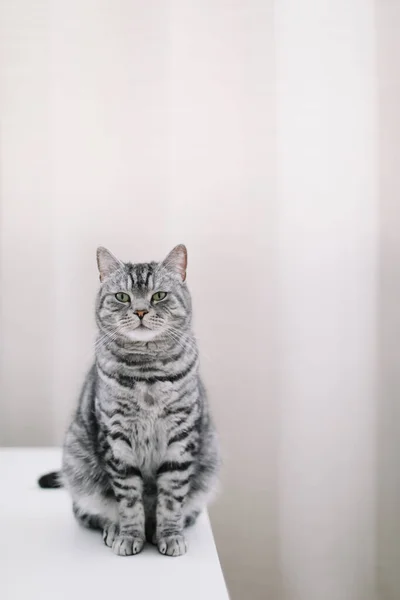 Leuke kat indoor schieten. Thuis huisdier schattig katje kat thuis. Kattenportret. Grappige kat.. — Stockfoto