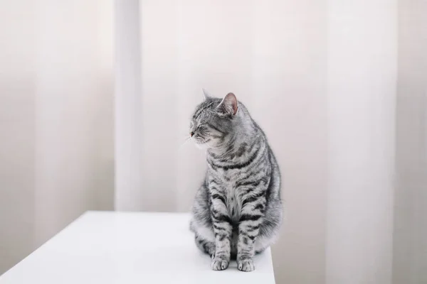 Roztomilá kočka v interiéru. Domácí mazlíček roztomilé kotě kočka doma. Kočičí portrét. Vtipná kočka. — Stock fotografie