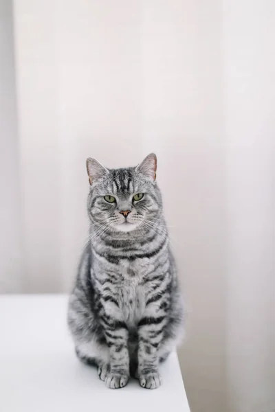 귀여운 고양이 실내 촬영. 집에서 키우는 귀여운 고양이 고양이. 고양이의 초상화. 재미있는 고양이. — 스톡 사진