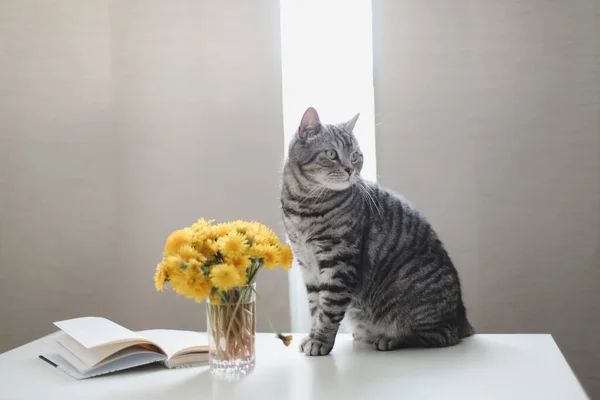 Kattporträtt. Söt katt inomhus skytte. Hem sällskapsdjur katt med blommor närbild foto. Söt skotsk straight cat inomhus — Stockfoto