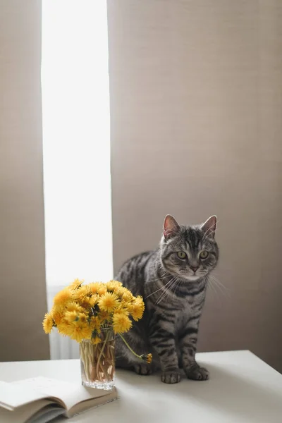 Retrato de gato. Gato bonito tiro em casa. Gatinho de estimação em casa gato com flores perto foto. bonito escocês em linha reta gato dentro de — Fotografia de Stock