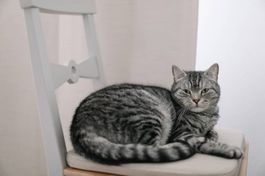 Şirin ev kedisi vuruşu. Evcil kedi yavrusu evde. Kedi portresi. Komik kedi.. 