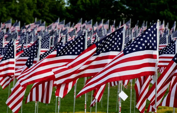 Field American Flags — Stock Photo, Image