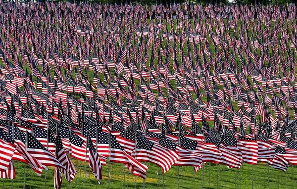 Field American Flags — Stock Photo, Image