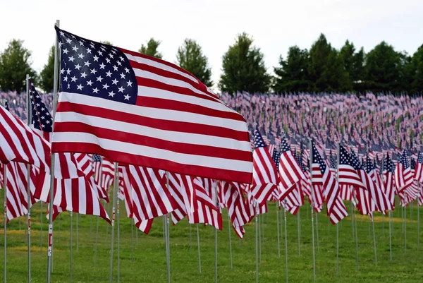 Field American Flags — Stock Photo, Image