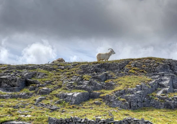 Inishmore Στα Νησιά Aran Ιρλανδία — Φωτογραφία Αρχείου