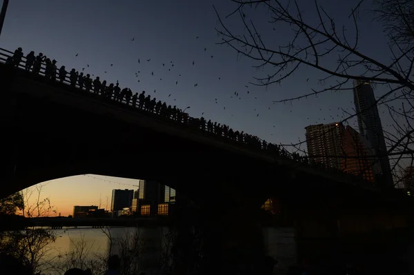 Yarasalar Austin, Texas Kongre sokak Köprüsü tarafından uçan.