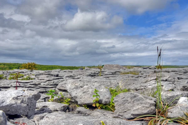 Campo Piedra Caliza Burren Irlanda —  Fotos de Stock