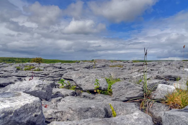 Kalksten Fältet Burren Irland — Stockfoto