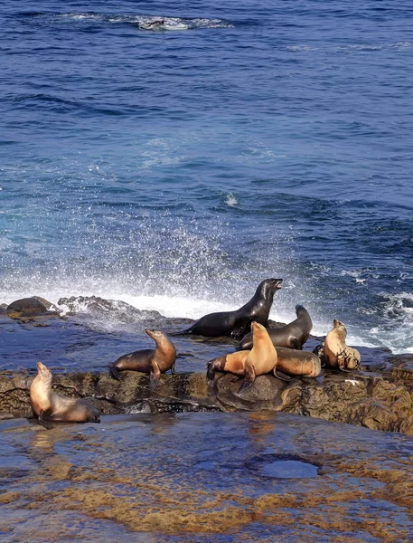 Sea Lions swimming, wading and lying in the sun in La Jolla, California (near San Diego).