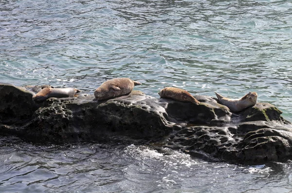 Seelöwen Schwimmen Watscheln Und Liegen Der Sonne Jolla Kalifornien Der — Stockfoto